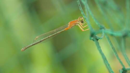 春天大自然蜻蜓豆娘昆虫微距视频素材模板下载