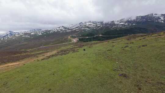 白马雪山垭口高山牦牛穿越机fpv航拍