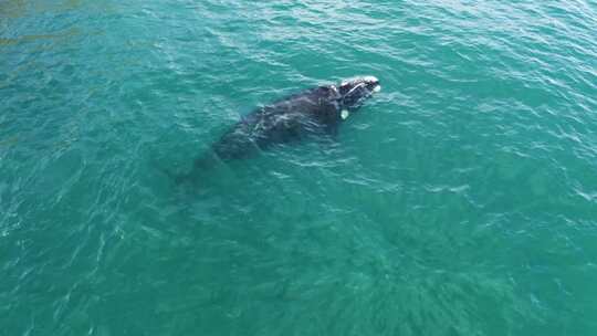 西沙群岛航拍鲸鱼视频素材模板下载