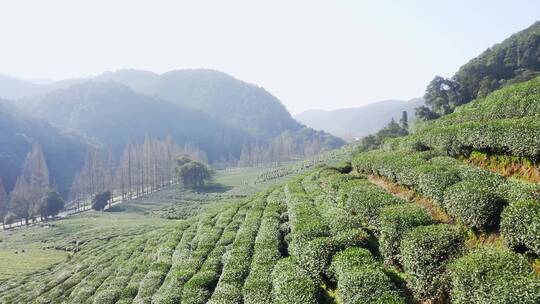 航拍杭州西湖梅家坞龙井绿茶叶园