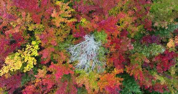 航拍秋季森林俯拍秋天森林香山红叶