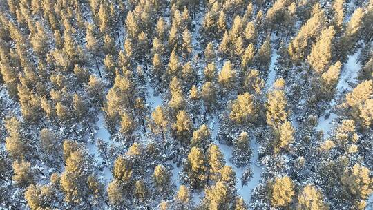 森林草原过渡地带樟子松林雪景