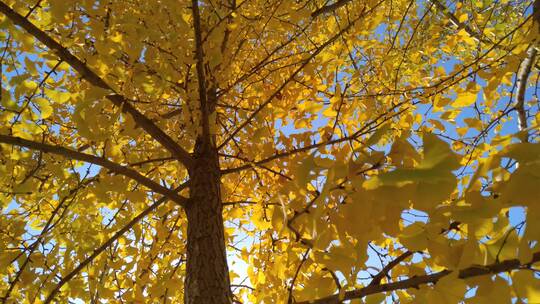 秋天里金黄唯美的阳光银杏树树叶唯美