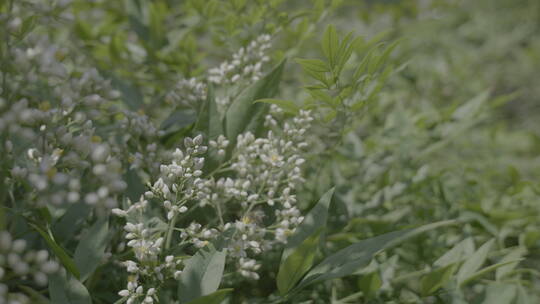 绿色植物蜜蜂采蜜动物采摘飞舞