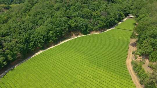 茶园 茶山 茶园航拍 航拍茶园视频素材模板下载