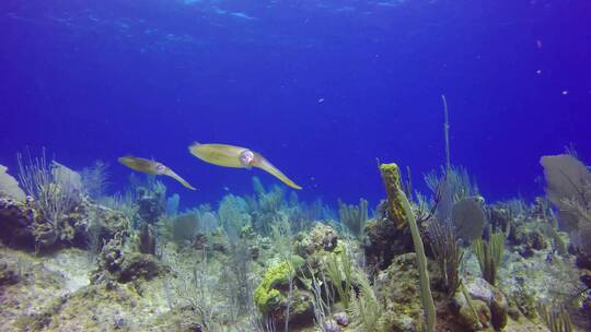 热带珊瑚礁上的游动的鱿鱼