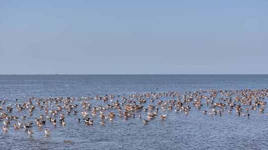 湿地鸟浪候鸟迁徙
