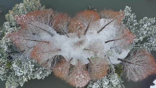 俯拍拉升小岛雪景红杉树