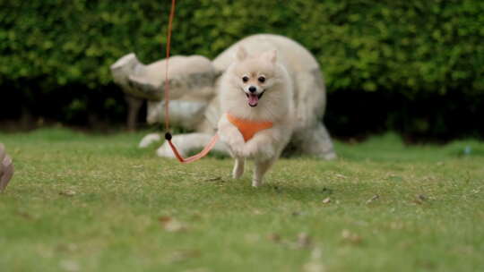 博美犬 宠物 小狗