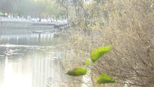 草地 户外 公园 阳光 背光 自然 树