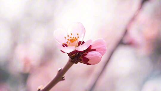 樱花桃花花朵蜜蜂采蜜花开开花延时ai素材