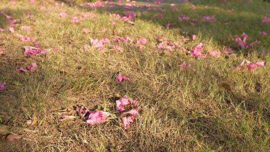 地上的落花