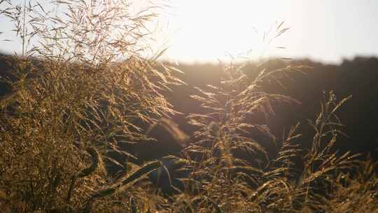 逆光拍摄野外的枯草