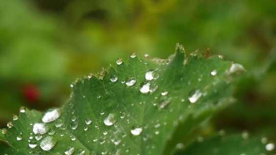 叶子上的露珠 露水 树叶上的露水