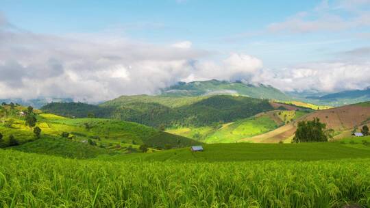 农业种植绿色的水稻田