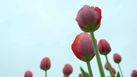 粉色郁金香花海特写