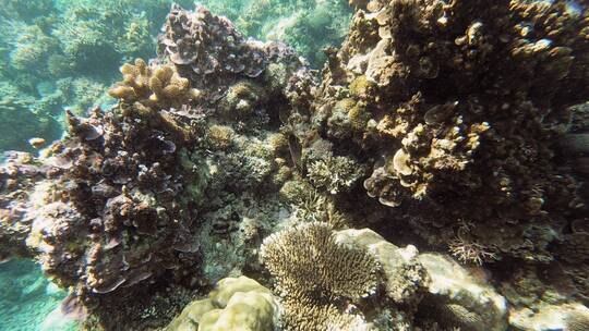 海底里波光闪闪的丁达尔效应珊瑚礁视频素材模板下载