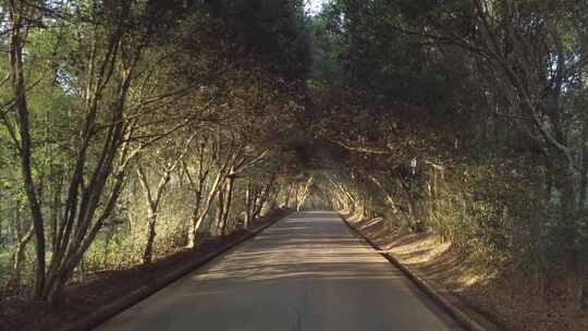 普洱景迈山林荫大道