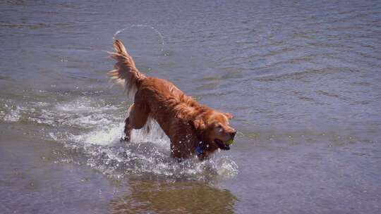 狗在水中玩耍的慢动作镜头
