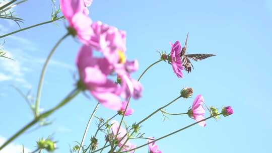 蝴蝶围绕花朵飞舞