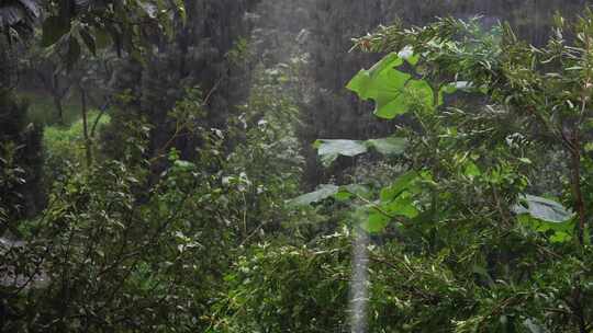 4K60P 暴雨 雨滴 空境 雨中植物