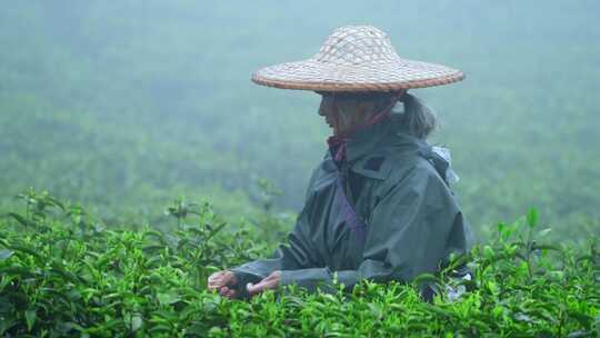 毛尖春茶白茶绿茶茶叶手工茶采摘