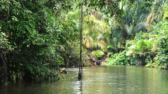 河流，藤蔓，Tortuguero，树木