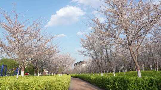 公园里樱花盛开沿着阳光小路前行