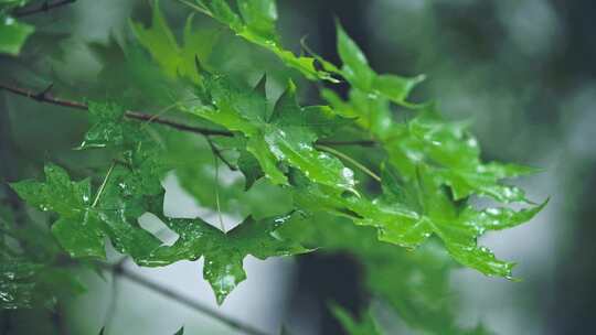 初秋枫叶-枫树叶雨嘀