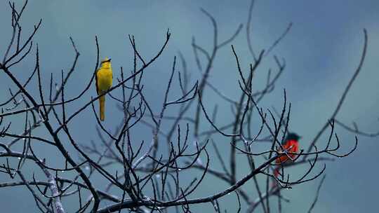 一对赤红山椒鸟在雨中唱歌