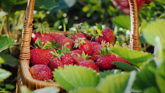 农民在草莓园里采摘草莓
