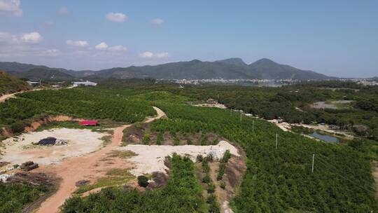 沃柑种植园