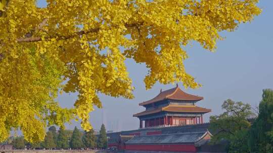 北京故宫银杏