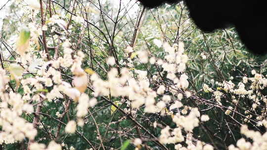 钱王祠梅花