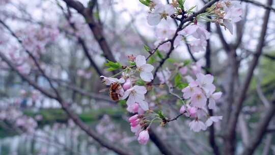 蜜蜂在盛开樱花枝头采蜜的景象