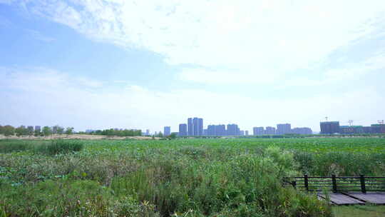 武汉江夏区黄家湖湿地公园