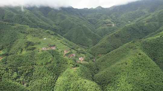 信宜平塘马安村竹海航拍延时，毛竹林航拍