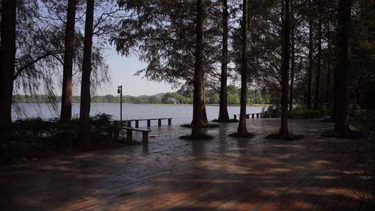 杭州西湖景区杨公堤风景