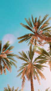 棕榈树在日落光和天空