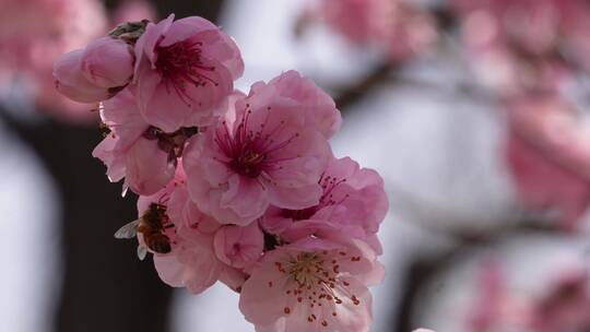 人面桃花鲜花粉嫩鲜花花朵