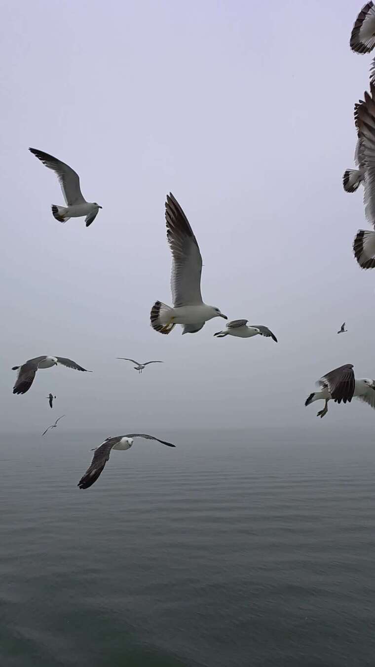 海面上海鸥飞翔景象