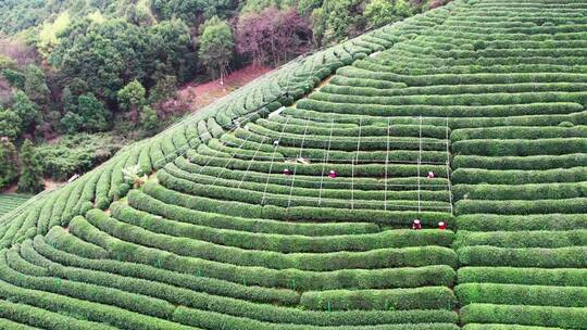 杭州龙坞西湖龙井茶园风景航拍