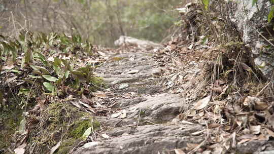 生长在石头上面的苔藓4K实拍素材