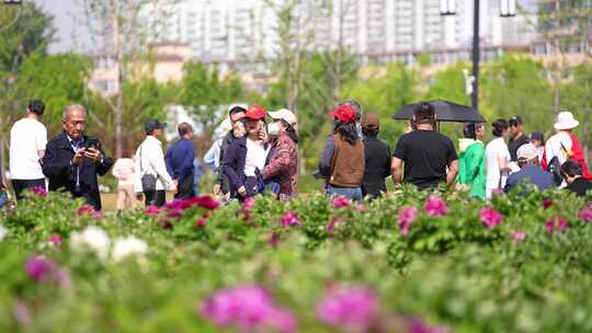 牡丹 国花 白色牡丹 紫色牡丹 粉色牡丹视频素材模板下载