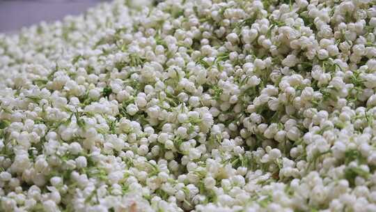 升格慢动作微距特写茉莉花与茉莉花茶制作