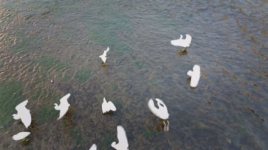 浅滩河流白鹭觅食视频素材模板下载