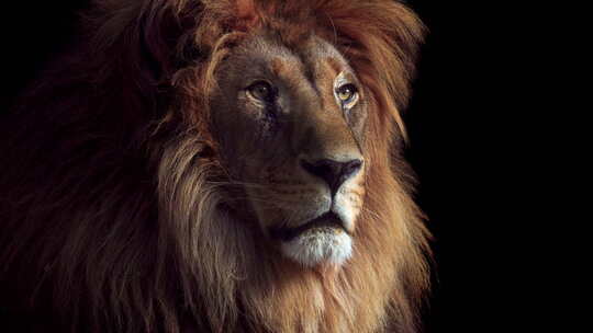 黑暗中美丽狮子的肖像视频素材模板下载