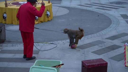 4k耍猴 传统马戏 猴子杂技