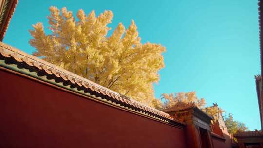北京故宫紫禁城秋天延禧宫的银杏树与红墙