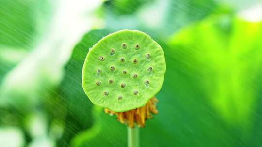 唯美下雨天荷花荷叶雨滴慢动作中国风意境